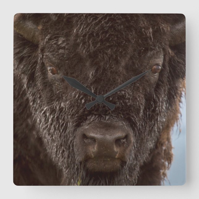 Portrait Of A Bison Bull In The Rain Square Wall Clock (Front)