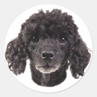 Portrait of a black poodle classic round sticker