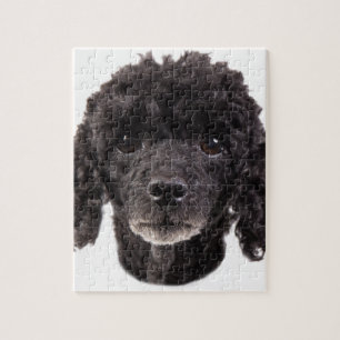 Portrait of a black poodle jigsaw puzzle