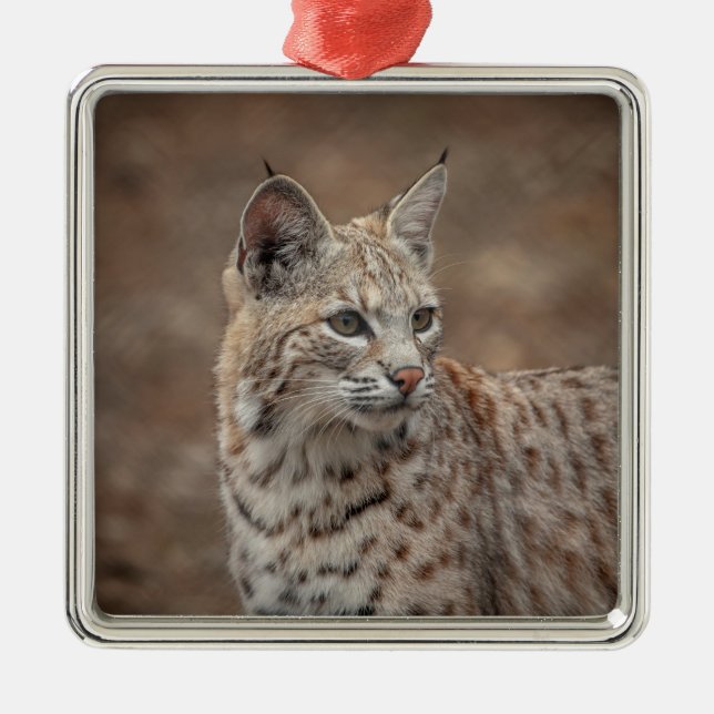 Portrait of a Bobcat Metal Tree Decoration (Front)