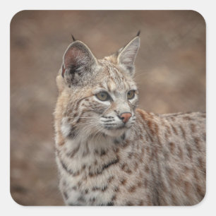 Portrait of a Bobcat Square Sticker