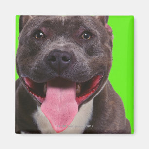 portrait of a bulldog magnet