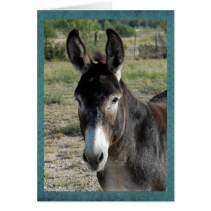 Portrait of a burro