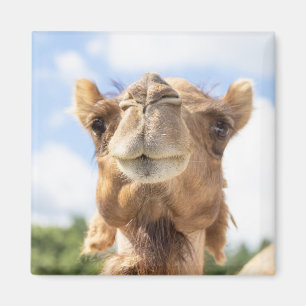 Portrait of a Camel Magnet
