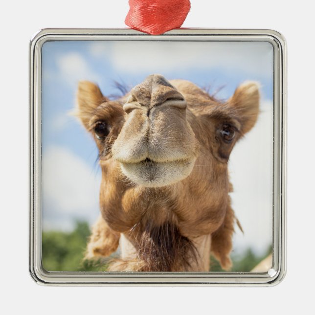 Portrait of a Camel Metal Tree Decoration (Front)