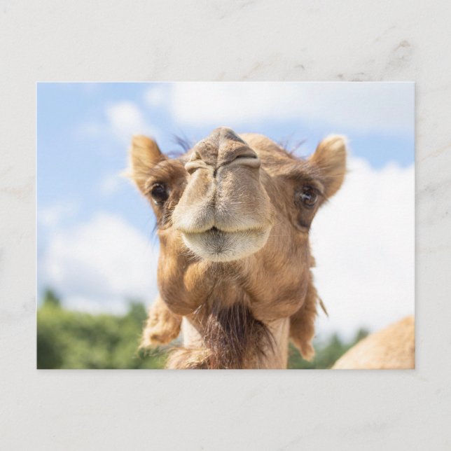 Portrait of a Camel Postcard (Front)
