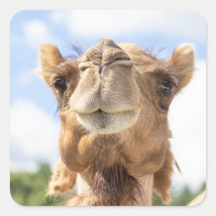 Portrait of a Camel Square Sticker