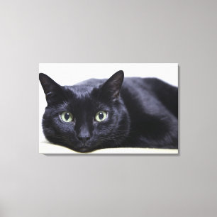 Portrait of a Cat Canvas Print