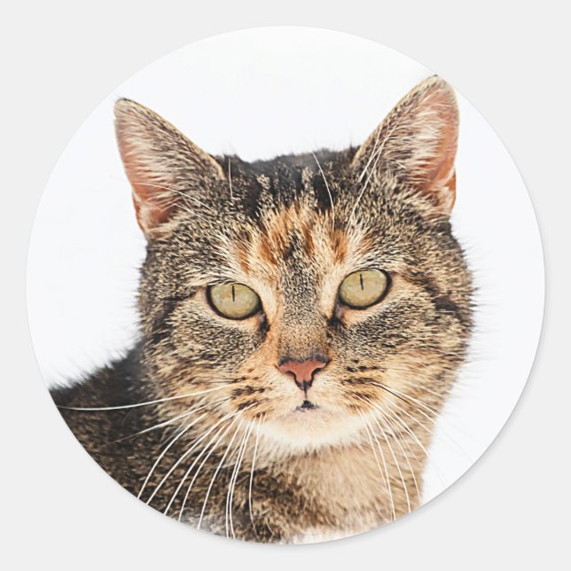 Portrait of a cat classic round sticker (Front)