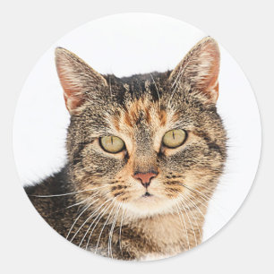 Portrait of a cat classic round sticker