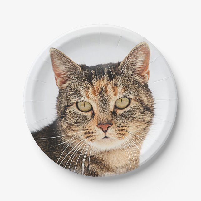 Portrait of a cat paper plate (Front)