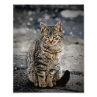 Portrait of a cat