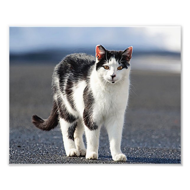 Portrait of a cat photo print (Front)