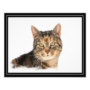 Portrait of a cat photo print