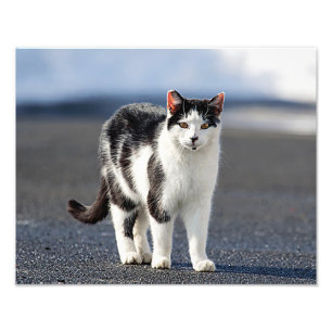 Portrait of a cat photo print