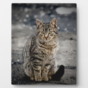 Portrait of a cat plaque