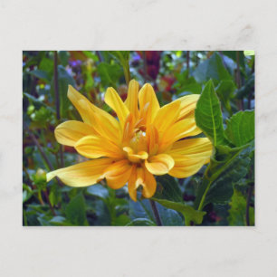 Portrait of a Dahlia Postcard