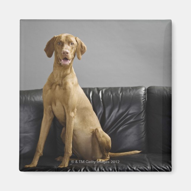 Portrait of a dog magnet (Front)