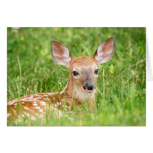 Portrait of a Fawn (white-tailed deer) (Front Horizontal)