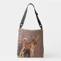 Portrait of a Fawn (white-tailed deer)