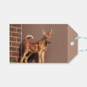 Portrait of a Fawn (white-tailed deer) Gift Tags