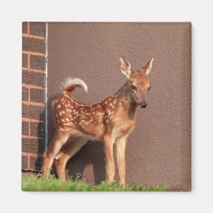 Portrait of a Fawn (white-tailed deer) Magnet