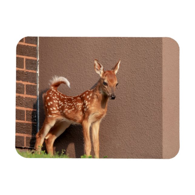 Portrait of a Fawn (white-tailed deer) Magnet (Horizontal)