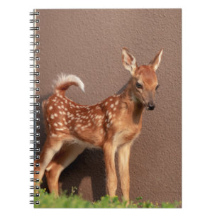 Portrait of a Fawn (white-tailed deer) Notebook