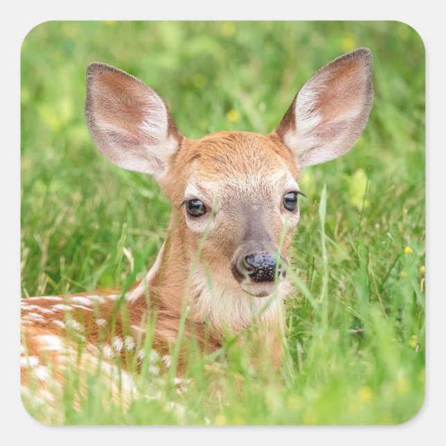 Portrait of a Fawn (white-tailed deer) Square Sticker (Front)