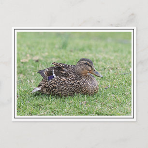 Portrait of a female mallard postcard
