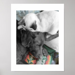 Portrait Of A Friendship Photograph Poster