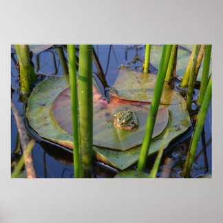 PORTRAIT OF A FROG POSTER