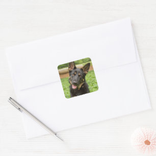 Portrait of a German Shepherd Square Sticker