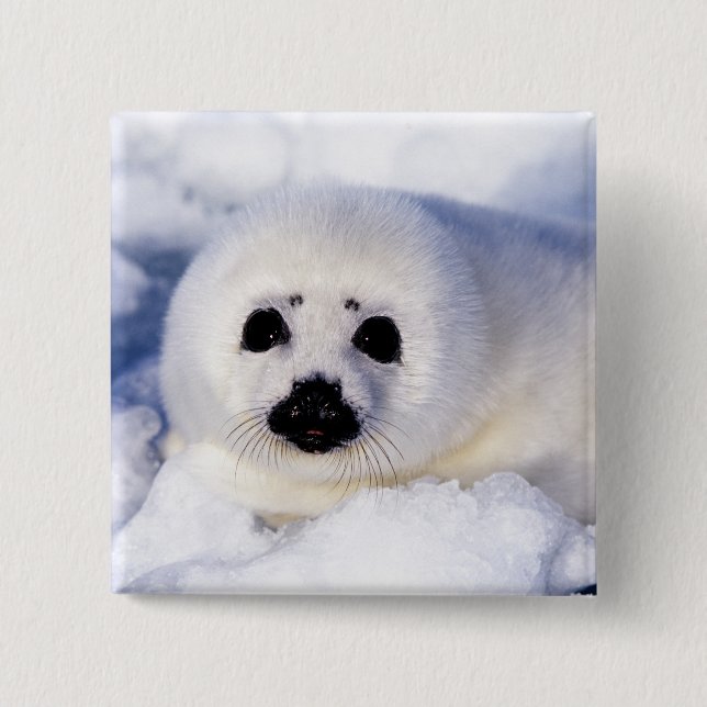 Portrait of a Harp Seal Pup 15 Cm Square Badge (Front)