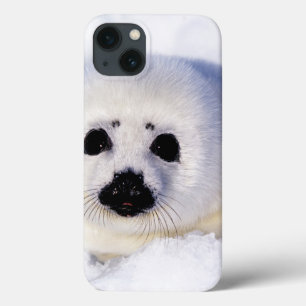 Portrait of a Harp Seal Pup iPhone 13 Case