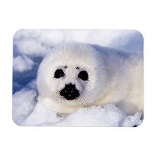 Portrait of a Harp Seal Pup Magnet