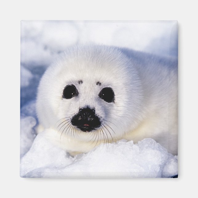 Portrait of a Harp Seal Pup Magnet (Front)