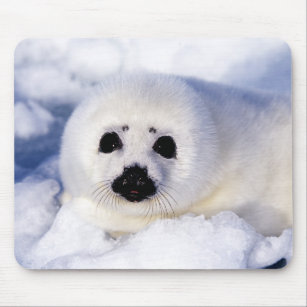 Portrait of a Harp Seal Pup Mouse Mat