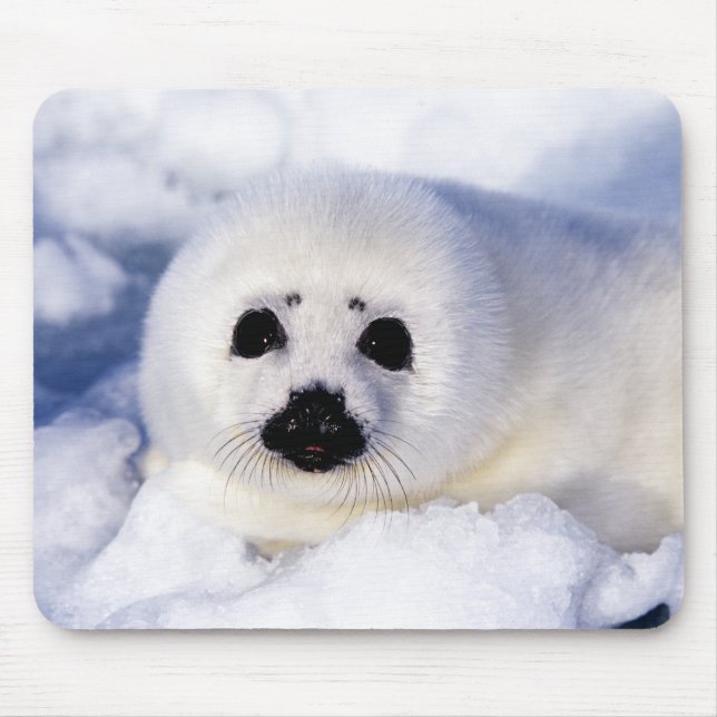 Portrait of a Harp Seal Pup Mouse Mat (Front)