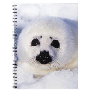 Portrait of a Harp Seal Pup Notebook