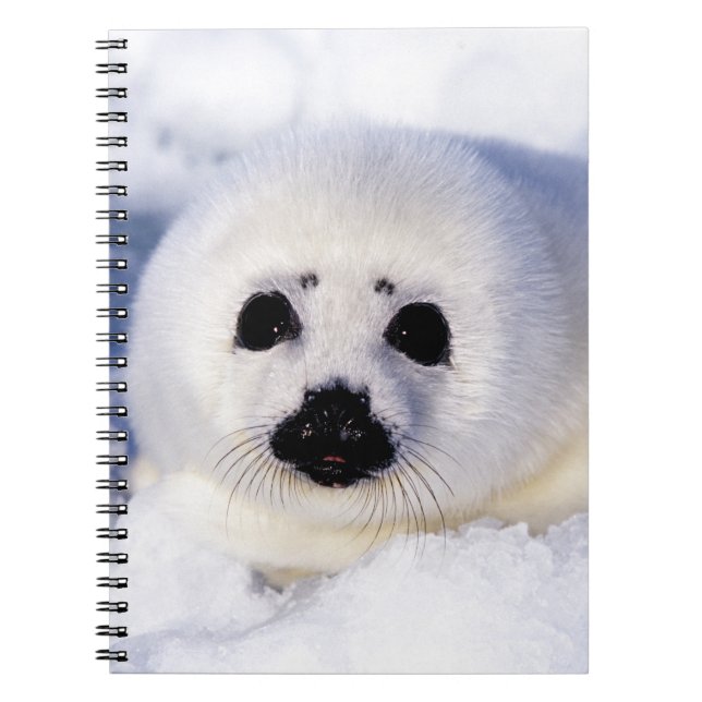 Portrait of a Harp Seal Pup Notebook (Front)