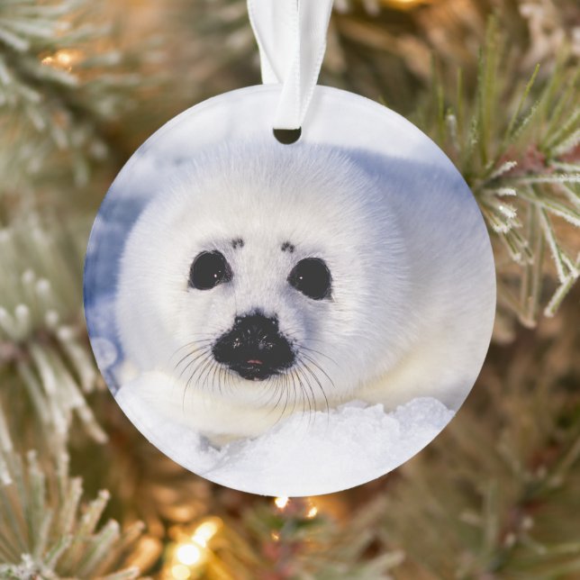 Portrait of a Harp Seal Pup Ornament (Tree)