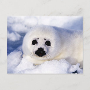 Portrait of a Harp Seal Pup Postcard