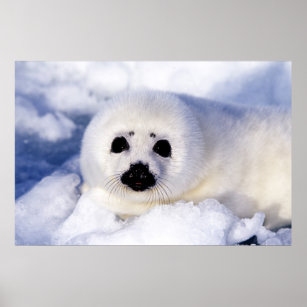 Portrait of a Harp Seal Pup Poster