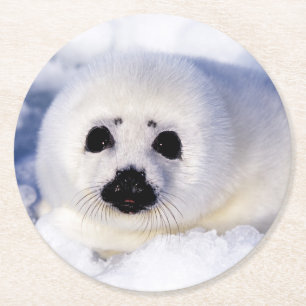 Portrait of a Harp Seal Pup Round Paper Coaster