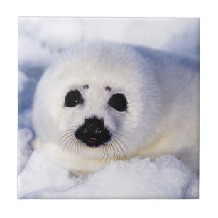 Portrait of a Harp Seal Pup Tile