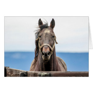 Portrait of a horse