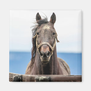 Portrait of a horse magnet