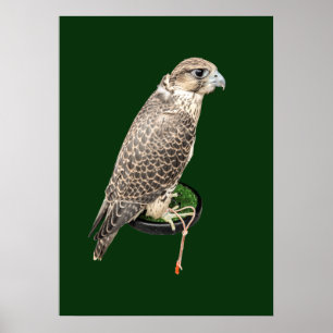 Portrait Of A Hunting Falcon Real Photo Poster