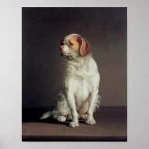Portrait of a King Charles Spaniel Poster